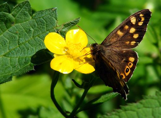 2012-05-ecad-Waldbrettspiel - Odenwald