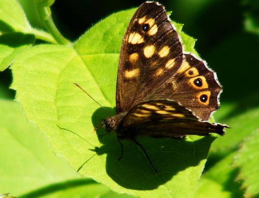 2012-05-ecag-Waldbrettspiel - Odenwald