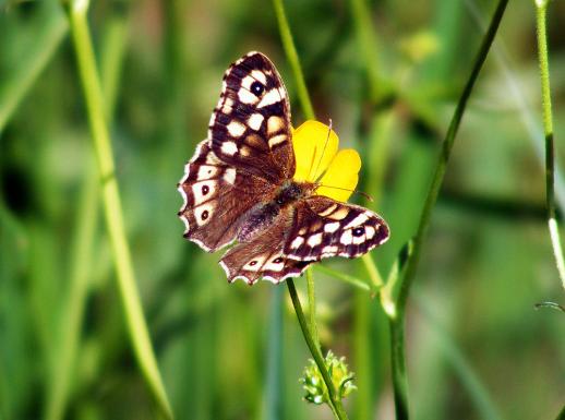 2012-05-ecah-Waldbrettspiel - Odenwald