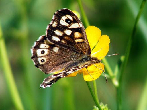 2012-05-ecai-Waldbrettspiel - Odenwald