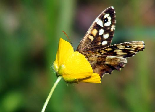 2012-05-ecaj-Waldbrettspiel - Odenwald