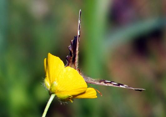 2012-05-ecak-Waldbrettspiel - Odenwald