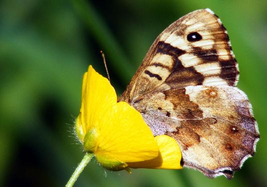 2012-05-ecal-Waldbrettspiel - Odenwald