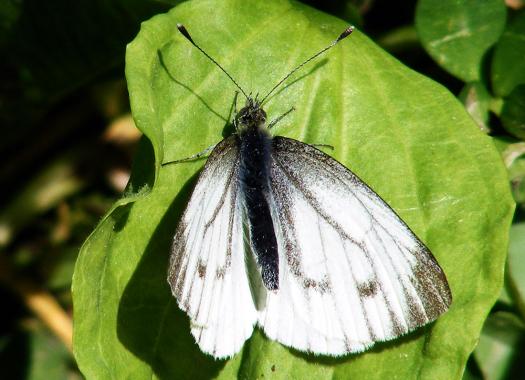 2012-05-ecee-Kleiner Kohlweiu00dfling - Odenwald