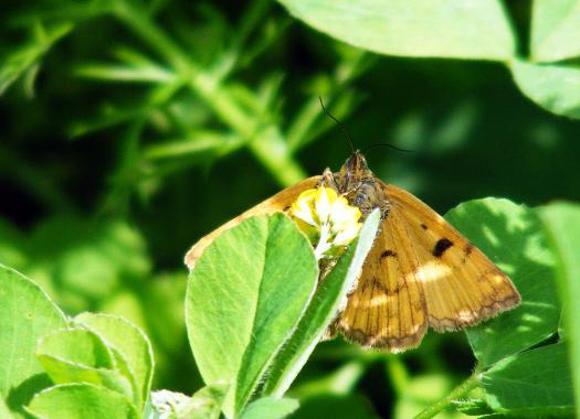 2012-05-fbb-Eulenfalter - Odenwald