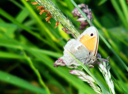 2012-05-ff-Kleiner Heufalter - Odenwald