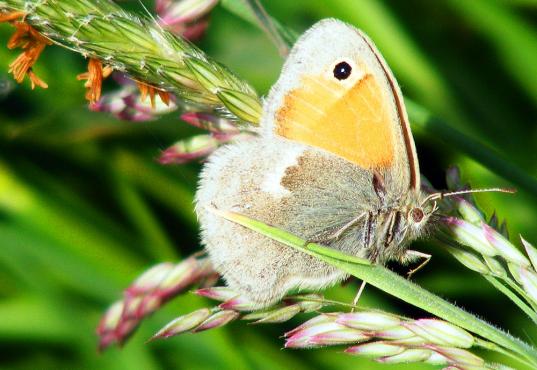 2012-05-ffa-Kleiner Heufalter - Odenwald