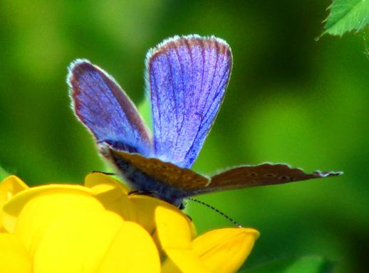 2012-05-hg-Heuhechel-Blu00e4uling - Odenwald