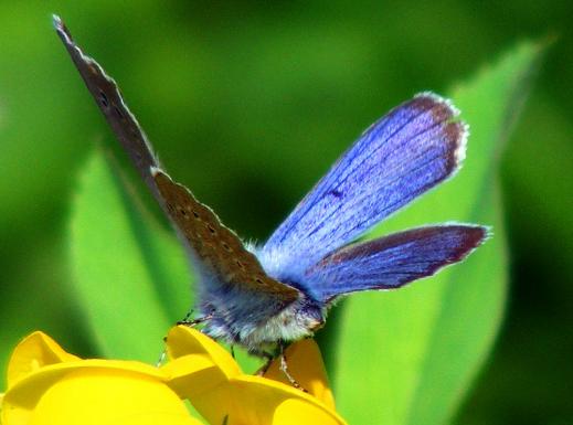 2012-05-hga-Heuhechel-Blu00e4uling - Odenwald