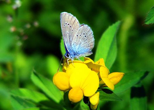 2012-05-hgb-Heuhechel-Blu00e4uling - Odenwald