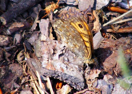 2012-05-hk-Waldbrettspiel - Odenwald