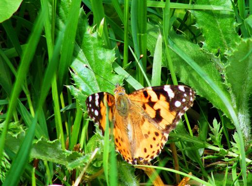 2012-06-cd-Distelfalter - Odenwald