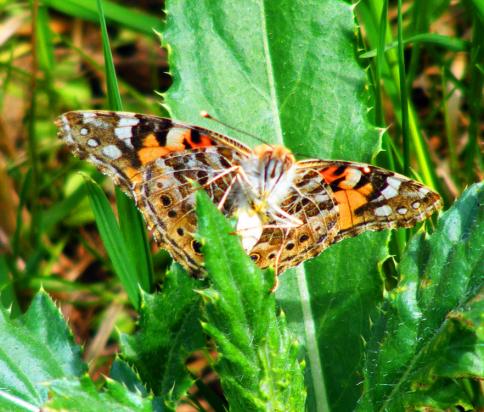 2012-06-cda-Distelfalter - Odenwald