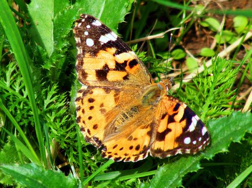 2012-06-cdb-Distelfalter - Odenwald