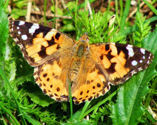 2012-06-cdc-Distelfalter - Odenwald