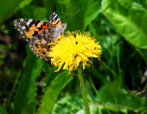 2012-06-cdd-Distelfalter - Odenwald