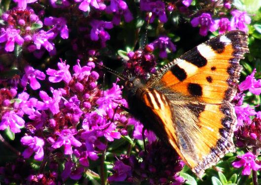 2012-06-cs-Kleiner Fuchs - Odenwald