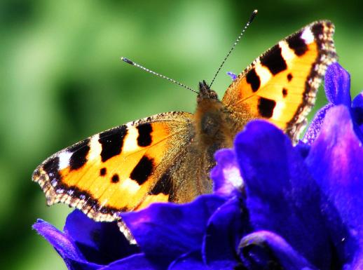 2012-06-csa-Kleiner Fuchs - Odenwald