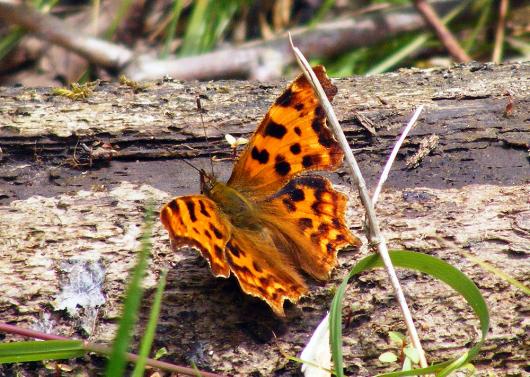 2012-06-dc-C-Falter - Odenwald