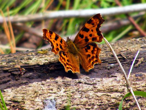 2012-06-dca-C-Falter - Odenwald