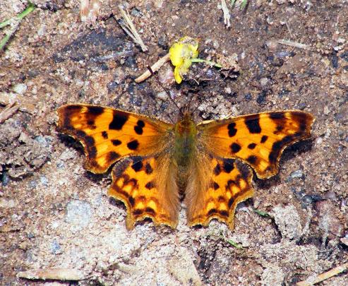 2012-06-dcb-C-Falter - Odenwald