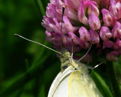 2012-06-eg-Kohlweiu00dfling - Odenwald