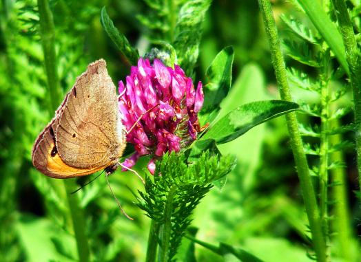 2012-06-eha-Kleiner Heufalter - Odenwald