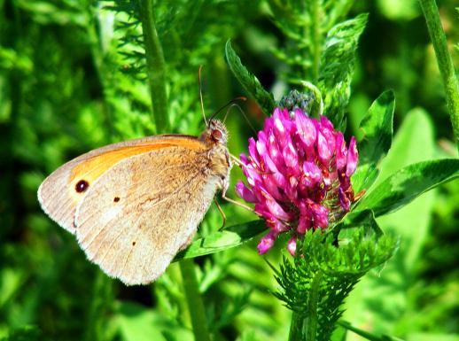 2012-06-ehb-Kleiner Heufalter - Odenwald