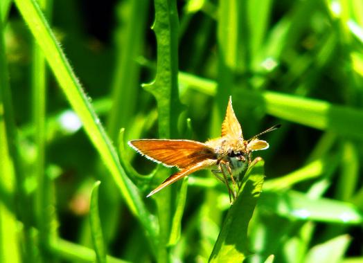 2012-07-bm-Schmetterling