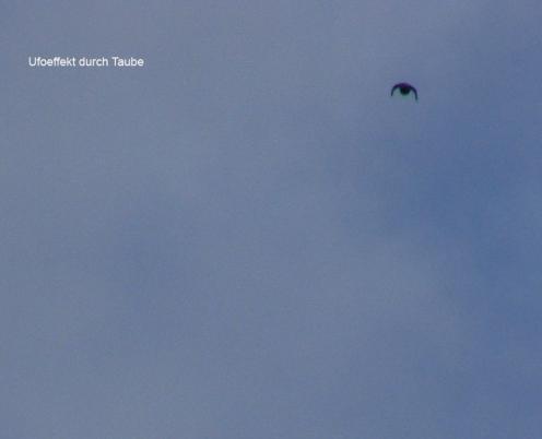 2012-07-cb-Ufoeffekt durch Taubenflug