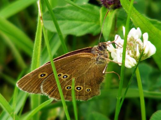 2012-07-ccd-Waldbrettspiel - Odenwald