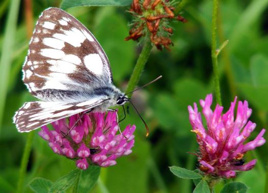 2012-07-cce-Damenbrett - Odenwald