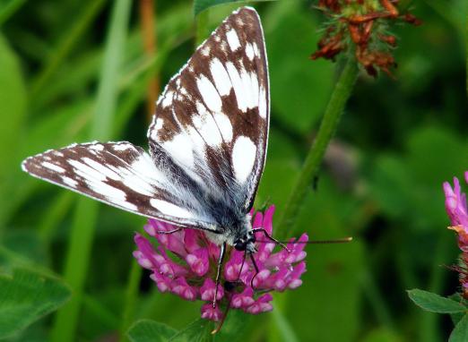 2012-07-ccea-Damenbrett - Odenwald