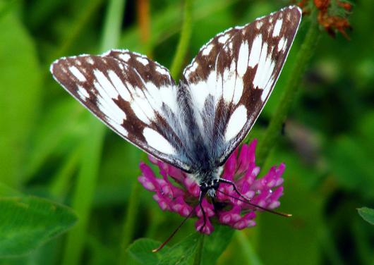 2012-07-cceb-Damenbrett - Odenwald