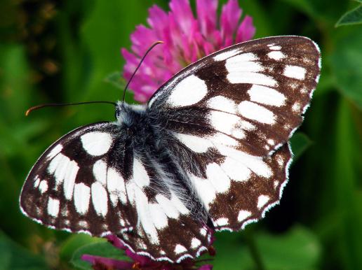 2012-07-ccec-Damenbrett - Odenwald