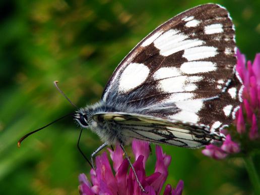 2012-07-cced-Damenbrett - Odenwald