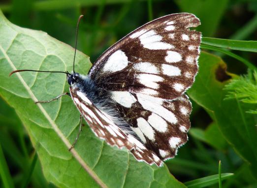 2012-07-ccee-Damenbrett - Odenwald