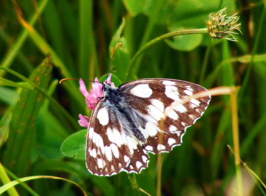 2012-07-ci-Damenbrett - Odenwald