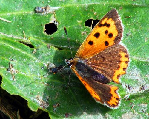 2012-07-ck-Kleiner Feuerfalter - Odenwald