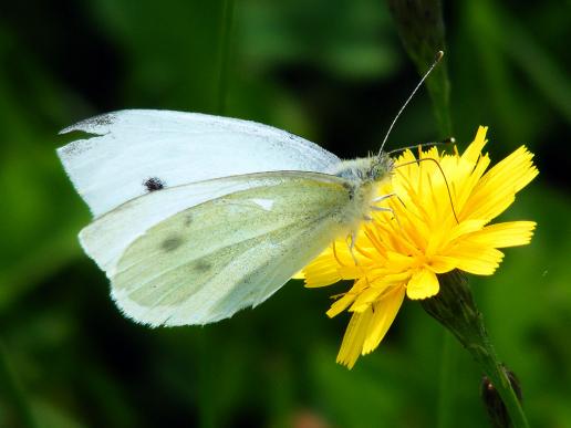 2012-07-coz-Kleiner Kohlweiu00dfling - Odenwald