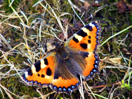 2012-07-cu-Kleiner Fuchs - Odenwald