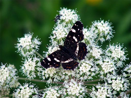 2012-07-dbb-Landku00e4rtchen - Odenwald