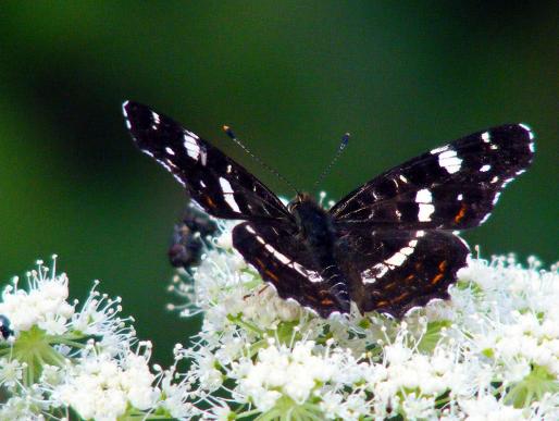 2012-07-dbc-Landku00e4rtchen - Odenwald