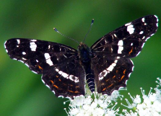 2012-07-dbd-Landku00e4rtchen - Odenwald