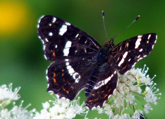 2012-07-dbe-Landku00e4rtchen - Odenwald