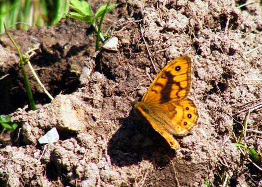 2012-07-dbfa-Waldbrettspiel - Odenwald