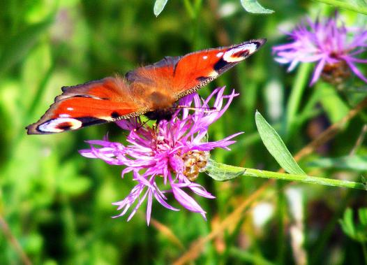 2012-07-dg-Tagpfauenauge - Odenwald