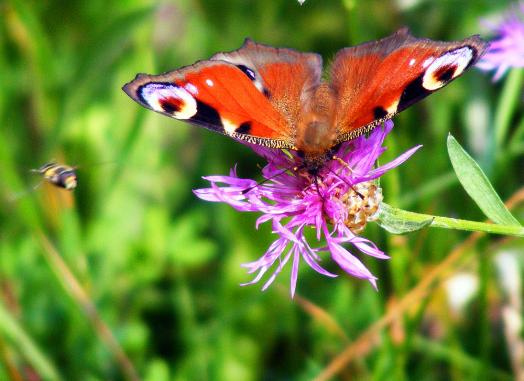 2012-07-dga-Tagpfauenauge - Odenwald