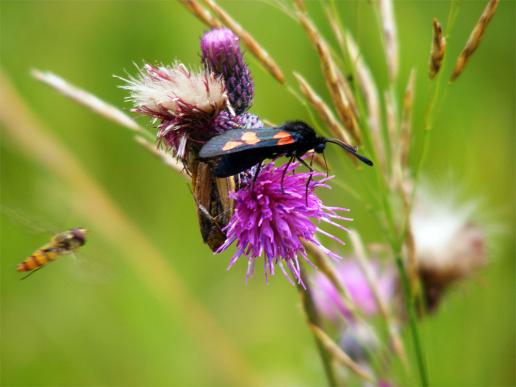 2012-07-dh-Blutstru00f6pfchen - Odenwald