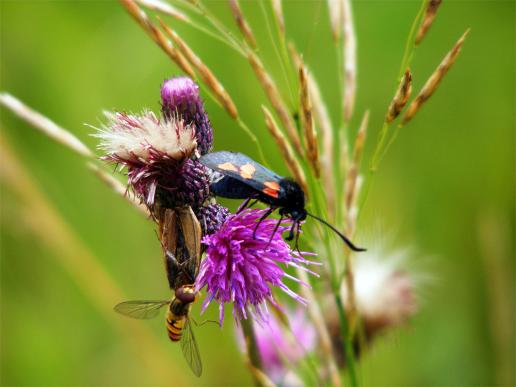 2012-07-dha-Blutstru00f6pfchen - Odenwald